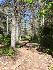 Obraz premium Forêt des cèdres, Vaucluse