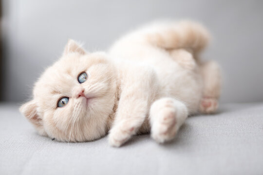 Extram niedliches Katzenbaby BKH Kitten ganz vertr&auml;umt