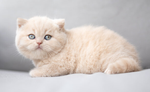 Extram niedliches Katzenbaby BKH Kitten ganz vertr&auml;umt