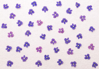 wallpaper or texture of small delicate blue wildflowers filling a white background 