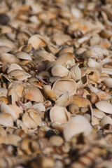 Seashells on the beach.