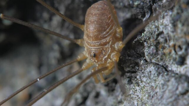 The opiliones sits on the bark of a tree. Its color is brown. Close-up.
