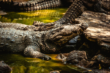Mugger Or Marsh Crocodile Living At The Madras Crocodile Bank Trust and Centre for Herpetology, ECR...