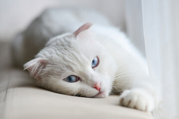 White kitten with blue eyes