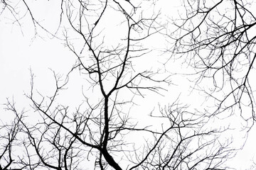 Monochrome tree branches isolated on the white background, no person
