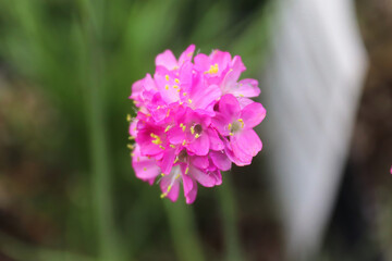 Closeup of pink seathrift armeria flowers in spring