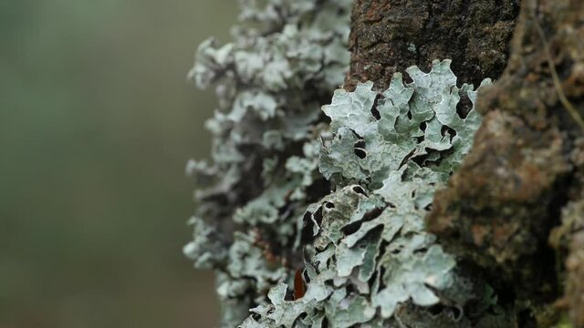 Lichen grows on the bark of pine trees. The lichen consists of the hyphae of the fungus and algae.