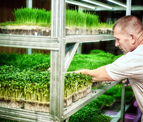 Male farmer watering seedlings in greenhouse with a spray gun