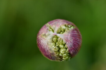 Bl&uuml;te eines Riesenlauchs sch&auml;lt sich aus dem H&auml;utchen