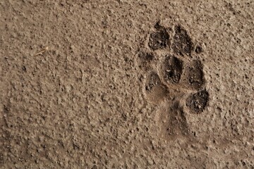 Dog footprint on the asphalt.
Footprint dog on the earth.
animal track, Tracks.
Dog foot prints on sidewalk.
Local dogs foot prints on earth Surface.
Dogs walk on ground - foot.
Footprints