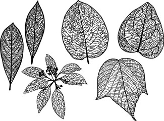 葉脈がはっきりと見える繊細な葉っぱの白黒のイラストセット　ベクター素材