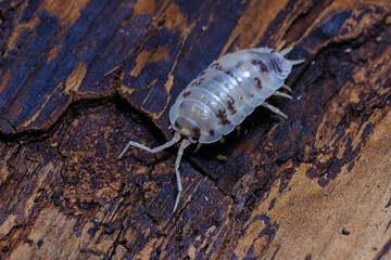 Isopod - Dairy Cow, On the bark in the deep forest, macro shot isopods.