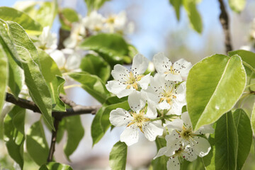 Beautiful blossoming pear tree outdoors on sunny day, closeup