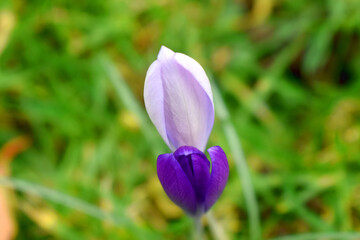 Top viewed of Flower buds of Purple and lavender Crocus on green grasses blurred background.