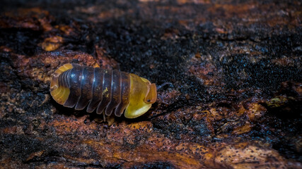 Isopod - Cubaris Rubber ducky, On the bark in the deep forest, macro shot isopods.