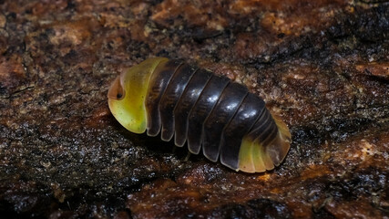 Isopod - Cubaris Rubber ducky, On the bark in the deep forest, macro shot isopods.