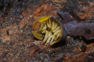 Isopod - Cubaris Rubber ducky, On the bark in the deep forest, macro shot isopods.