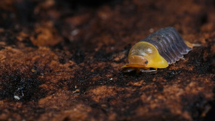 Isopod - Cubaris Rubber ducky, On the bark in the deep forest, macro shot isopods.