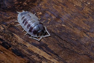 Isopod - Dairy Cow, On the bark in the deep forest, macro shot isopods.