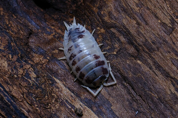 Isopod - Dairy Cow, On the bark in the deep forest, macro shot isopods.