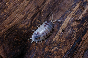 Isopod - Dairy Cow, On the bark in the deep forest, macro shot isopods.