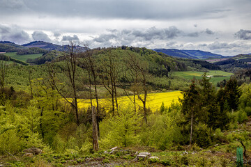 gelbes Rapsfeld mit Wald und Bergpanorama vor bewölktem Himmel