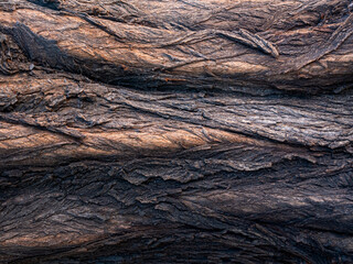 The horizontal texture of the bark of a large tree.