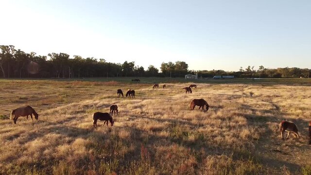 Caballos Campos
