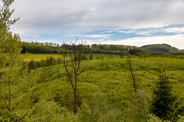 Fototapeta na wymiar grüner Wald mit herausstehenden trockenen Bäumen vor blauem Himmel