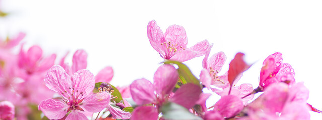 cascade of pink cherry blossom flowers