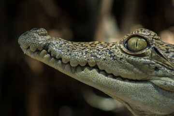 Obraz premium Caiman