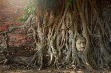 Ayutthaya historical park, Head of Buddha statue in the tree roots, Wat Mahathat temple, Phra Nakhon Si Ayutthaya province, Thailand