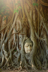 Ayutthaya historical park, Head of Buddha statue in the tree roots, Wat Mahathat temple, Phra Nakhon Si Ayutthaya province, Thailand