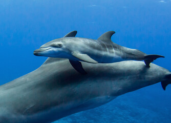 Obraz premium Baby dolphin