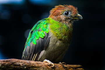 Quetzal (hembra)