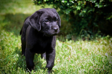 Black labrador retriever puppy in the garden