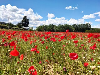 Champs de coquelicots en Provence