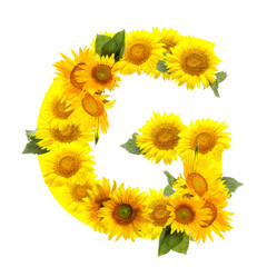 Letter G made of beautiful sunflowers on white background