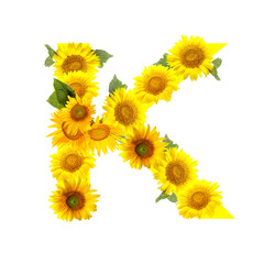 Letter K made of beautiful sunflowers on white background