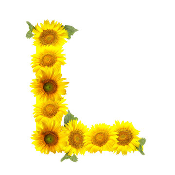 Letter L made of beautiful sunflowers on white background