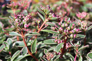 Tiny pink buds on a variegated sedum plant