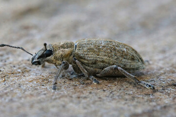 Closeup of one of the broad-nosed weevils, the beet leaf weevil, Tanymecus palliatus which likes to feed on various thistles