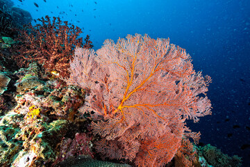 A picture of the coral reef