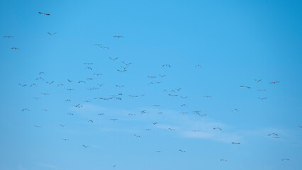 The birds flew out of the nest to feed in the morning.