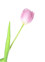 Beautiful tulip flower on white background