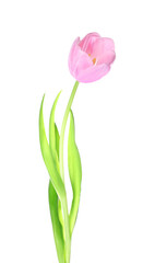 Beautiful tulip flower on white background