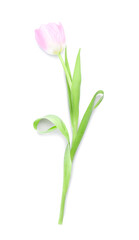 Beautiful tulip flower on white background