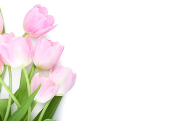 Beautiful tulip flowers on white background