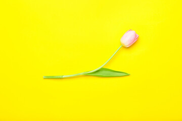 Beautiful tulip flower on color background