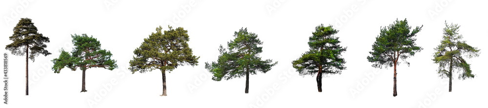 Poster set of trees isolated on a white background